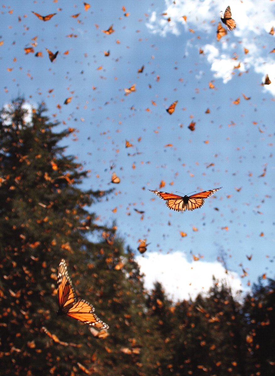 This may be one of the last times you'll see a monarch #butterfly swarm. The 2018 census is in. Populations in California are down 85%....in two years. They were so beautiful