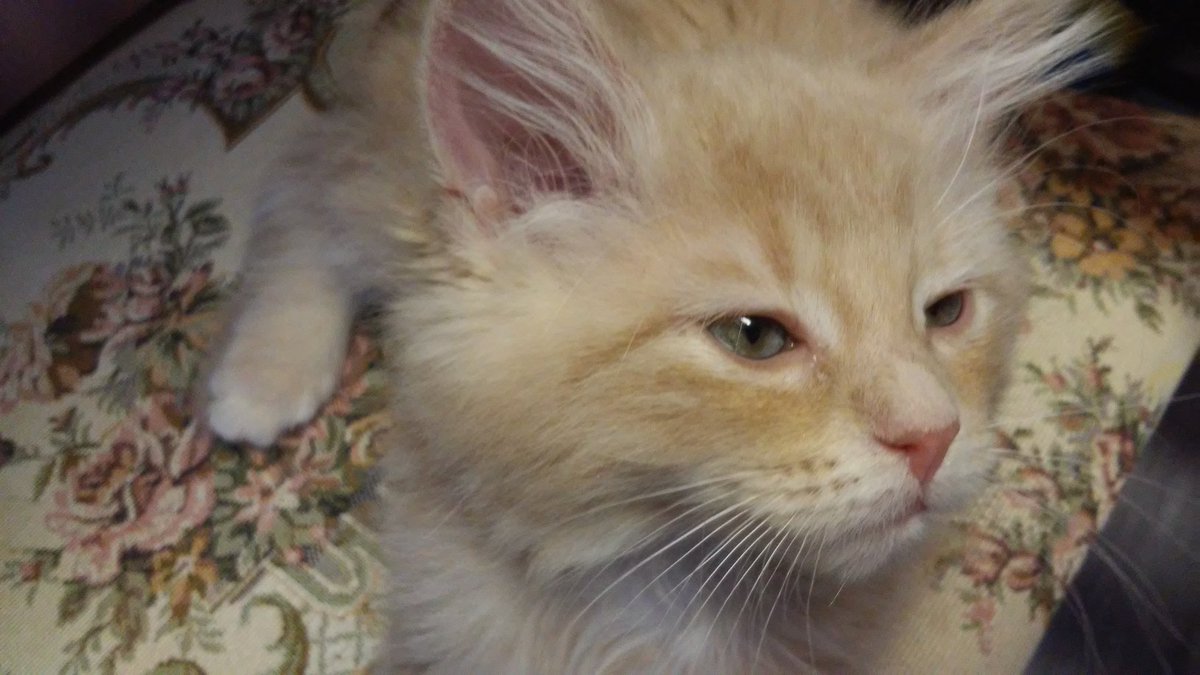 GingeraleMarma1's tweet image. Hello world! Introducing Gingerale &amp;amp; Marmalade.#followus #catblogs #cats #kittens #ginger #gingercats #adorable #cattweets #pets #canada