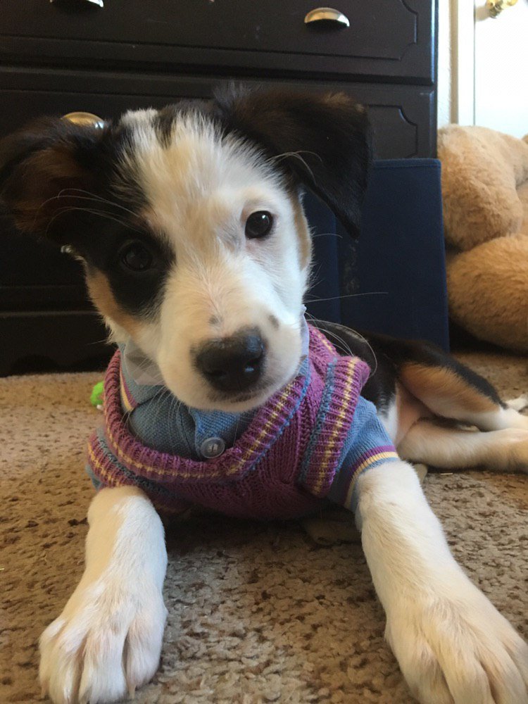 beachcityhunk's tweet photo. Mercy is trying on a new outfit for puppy pre-k very soon! What do you guys think? @dog_rates 🤓✏ https://t.co/fgi6T4tuUy