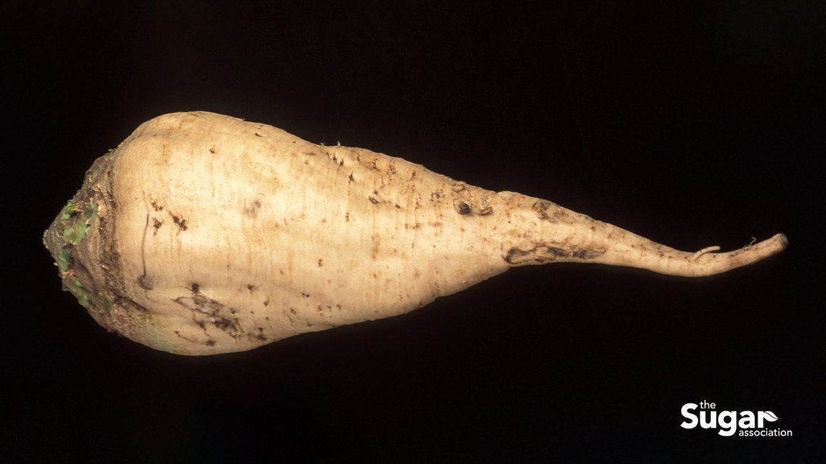 CrystalSugarCo's tweet image. DYK? In 1747, German chemist Andreas Marggraf identified sugar in beet roots. 🔍✅ @MoreToSugar #SugarFacts #MoreToSugar #KnowMoreSugar