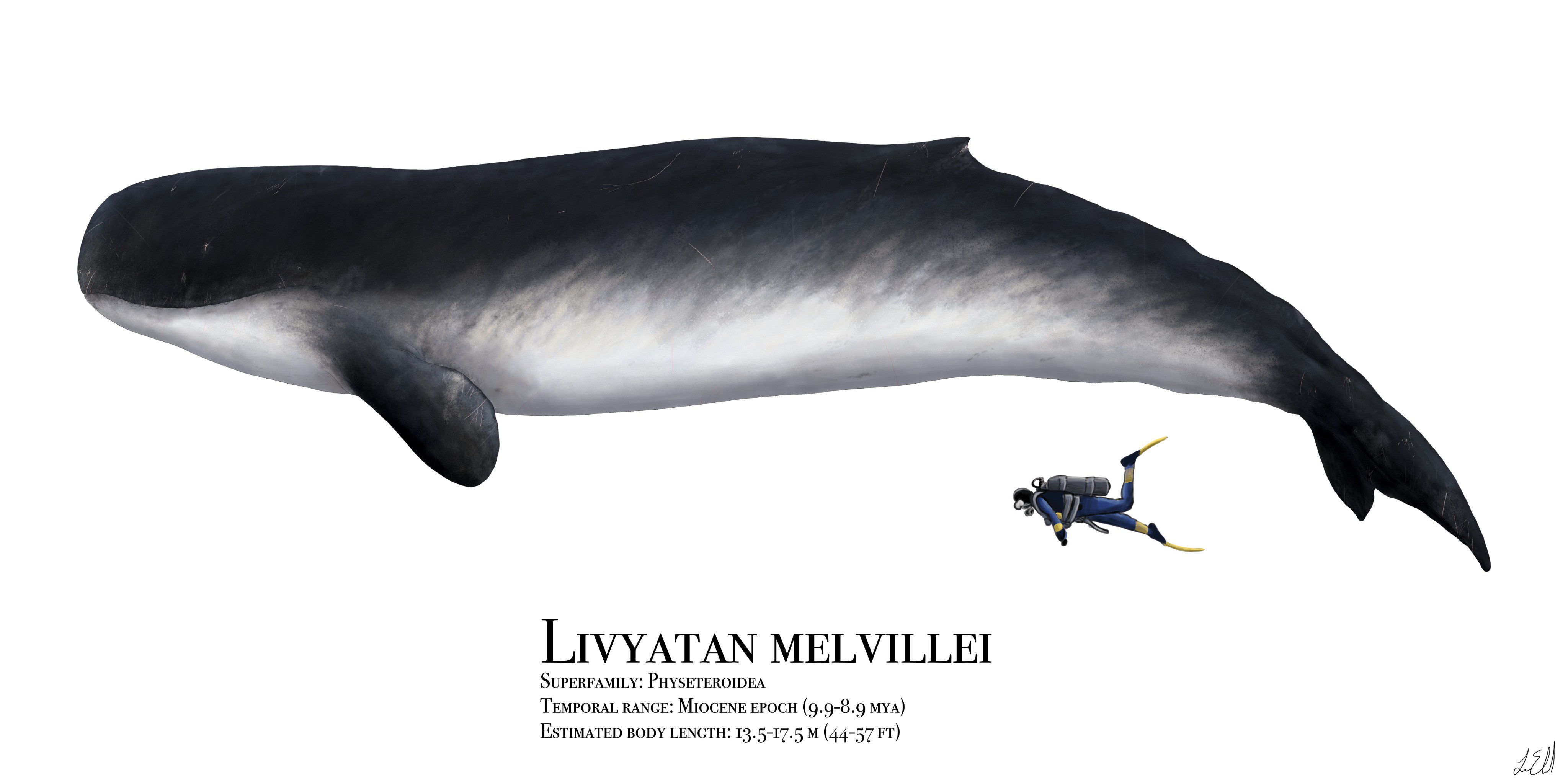 Liam Elward Paleoart On Twitter As Usual You Can Check Out The High Res Reconstruction On Da Https T Co C471eykwp1 Livyatan Whales Whale Cetacean Cenozoic Mobydick Marinebiology Art Illustration Spermwhale Twitter
