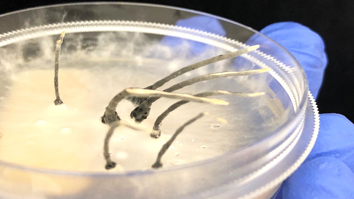 Indigoag's tweet photo. On our quest to investigate plant microbes, we were taken by this Xylariaceae culture. Its large stalks disperse fruiting bodies to new places by air. Think: how dandelions spread their seeds. #IndigoScience #MicrobiomeMonday #microbes https://t.co/RV9VipMhql