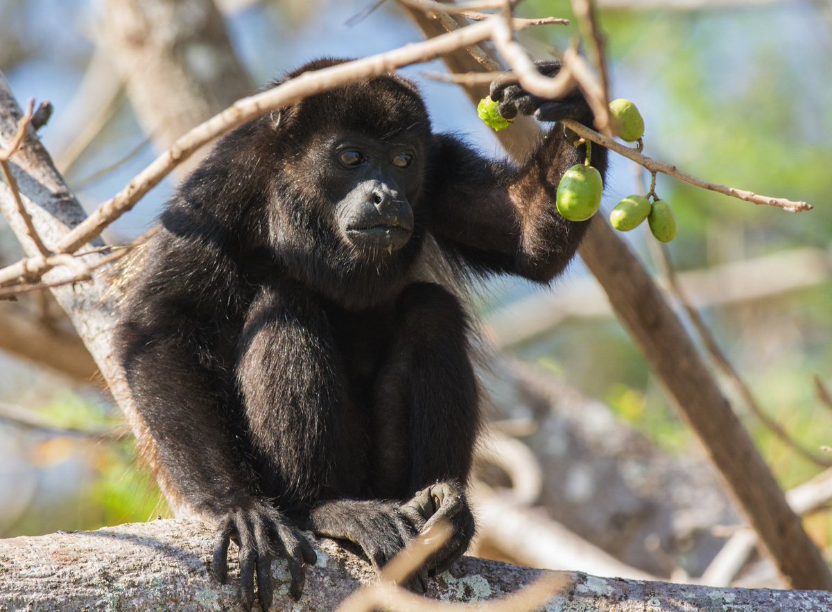 levine_mark's tweet photo. Howler monkey thinking about a snack, Costa Rica
@ROMtoronto #ROMWPYON https://t.co/kGwBdfG96c