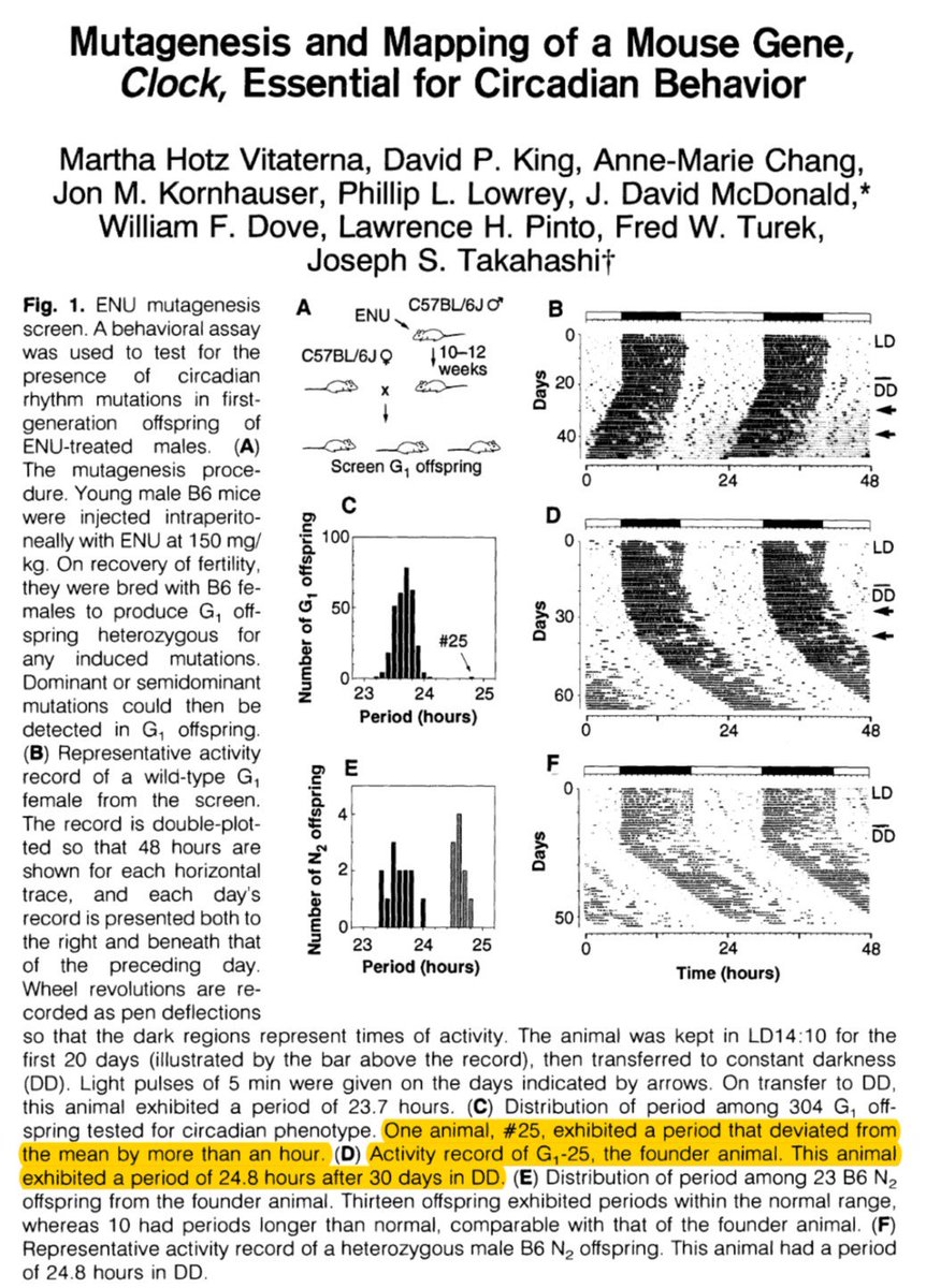 SatchinPanda's tweet photo. 25 years ago on this date, a publication in @sciencemagazine showed mouse #25 from a mutant screen had a slightly different circadian clock. That mouse led to the discovery of "Clock" gene by @CircadianClocks https://t.co/r31Y2HVOCH