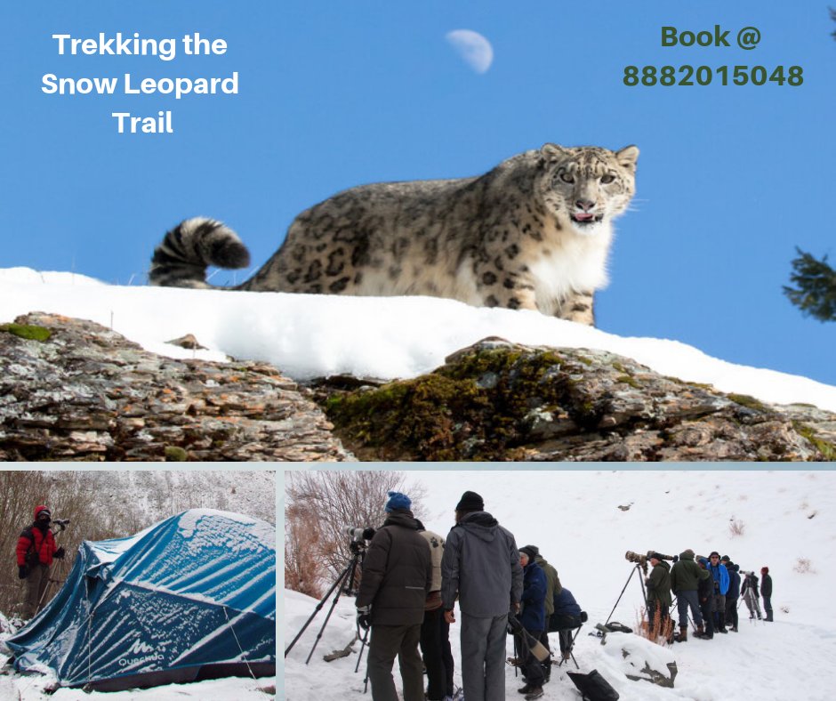 RoutesValley's tweet photo. ❄️☃️ An epic road &amp; trek trip awaits you! Booking for January &amp; February Trips Started!
❄️☃️Book your Budget Trips in your convenient schedule!
Call Us📞- 8882015048 #incredibleindia #himalayavalley #snowfalls #valley_routes #travelpals #travelpals #himalayahiking #himalayatravel https://t.co/xG6AklFIgt