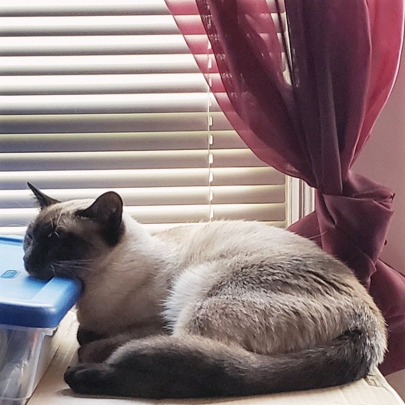 TheZiba's tweet photo. Ze ennui, eet strikes again...

#adoptdontshop #pdx #pdxcats #catsofportland #catsofpdx #ohspets #meezer #siamese #teamziba4life #rescuedismyfavoritebreed #cats #kittens #catlandia
#artharder #siyamkedisi #kedi #gato #willowfilter #ennui https://t.co/zYMs1kwkLr