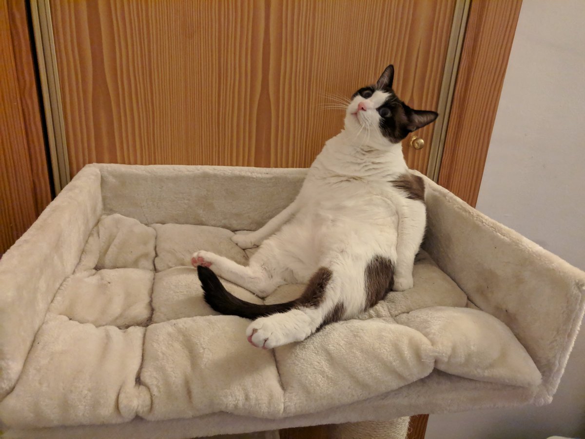 EvilAFM's tweet image. Este gato es tonto