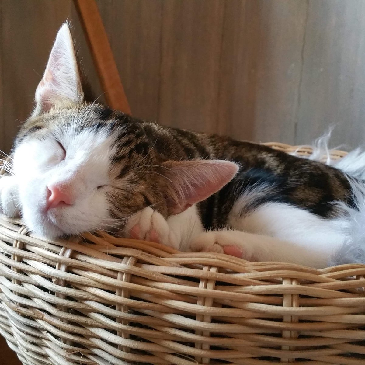 MChcats's tweet photo. Night night furry friends 😴🐾🐱❤
#catsofinstagram #cats #AdoptDontShop #CatsOfTwitter #meow #dailycatpic #specialneeds #DisabledAndCute #whisker #rescuecats #catsareawesome #catsarefamily https://t.co/F6Eb3ikuZp