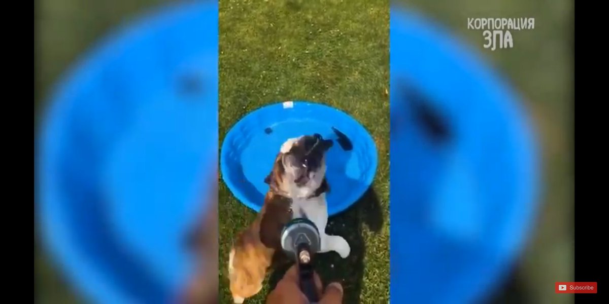 DarkSunMoonMT's tweet photo. Funny dog jumping for water from hose
https://t.co/1YHELn2MqJ
#dogsofinstagram #dogsoftwitter #dailybiteofyoutube https://t.co/0l1z6fiI7a