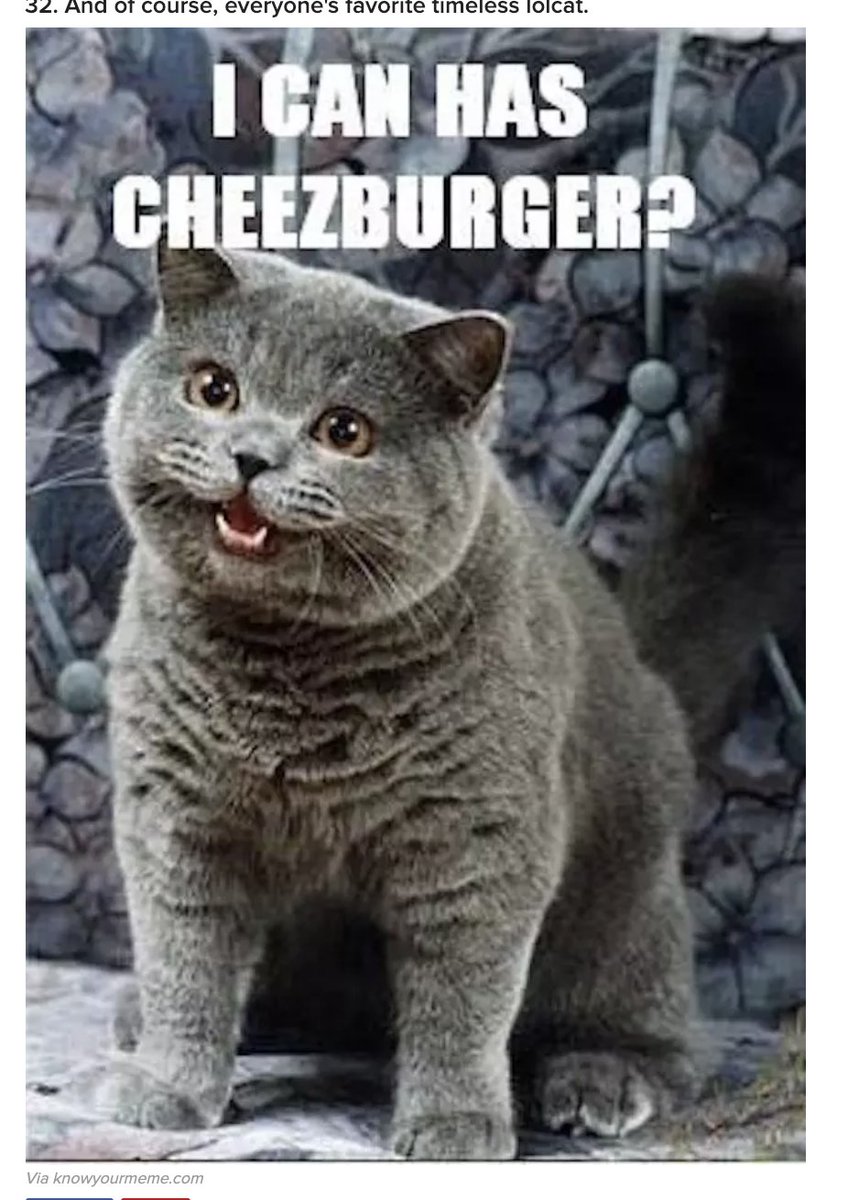 TheCrusader22's tweet photo. OAHAAHHAHAHAHAHAHAHA HTIS CATS SO FUNNY!!!! https://t.co/AnO7ok66cR