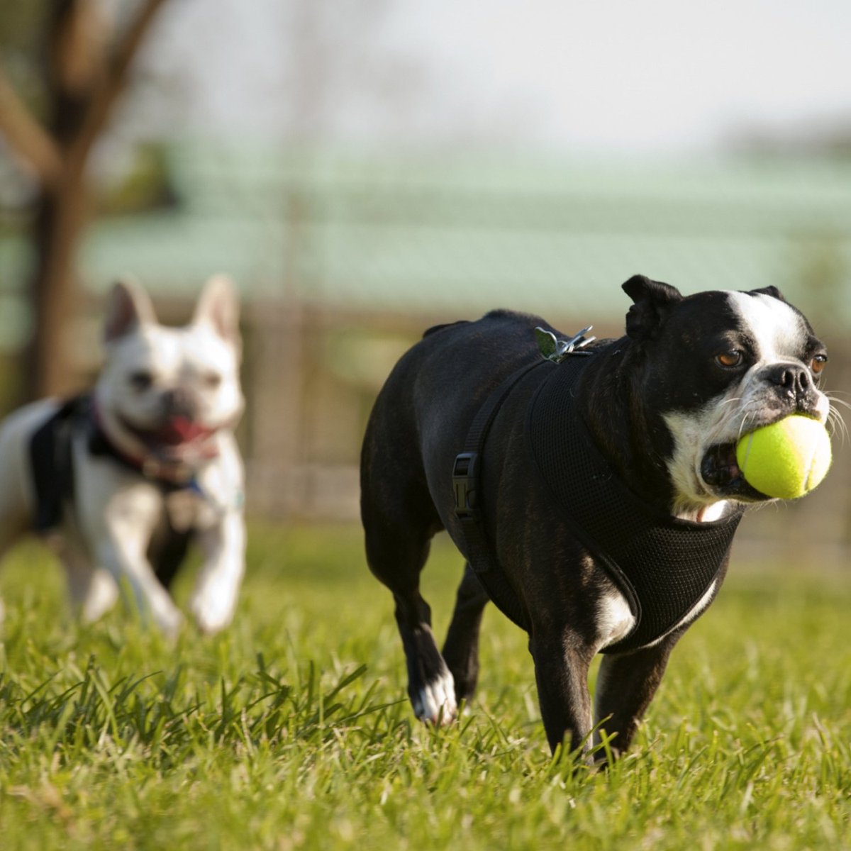 dcgomes's tweet photo. Boarding Benefits: Offering your pet plenty of opportunities to be physically active and socialize with other dogs reduces Separation Anxiety. https://t.co/Y87xdQuEeM