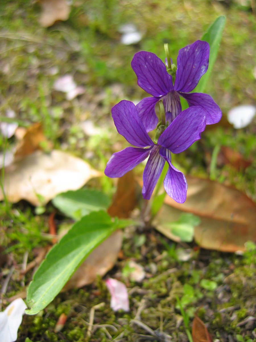 1月8日誕生花