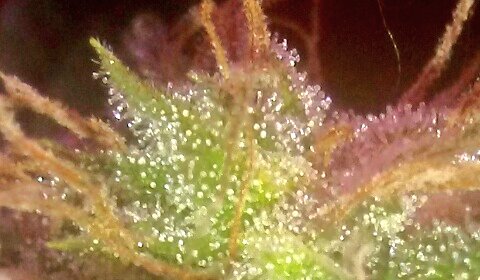 #Trichomes #Otto2 #CBD #Cannabis #SelfMedicate #FuckTheGovernment #WeAreLegion #WeAreCannabis #IAmCannabis  #FuckTheSystem #Revolt #Anonymous #GovernmentIsCorruption #GrowYrOwn