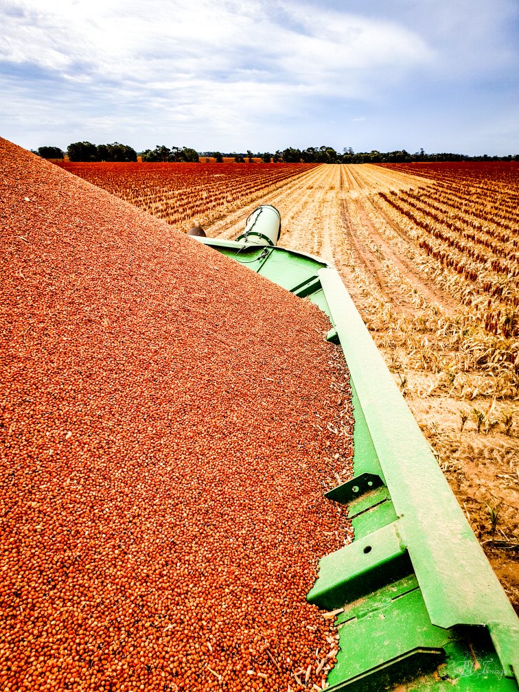 Sorghum harvest is underway on the Western Downs with this block of A66 west of Condamine returning 2.85mt/ha.