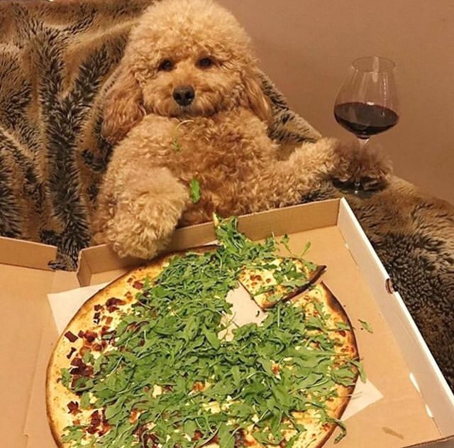 ArchaeoJalapeno's tweet photo. Iβm doing my best to embody this dog right now, except for the arugula. Arugula on pizza is for monsters IMO. #pinkspizza https://t.co/gPh1mcCYsW