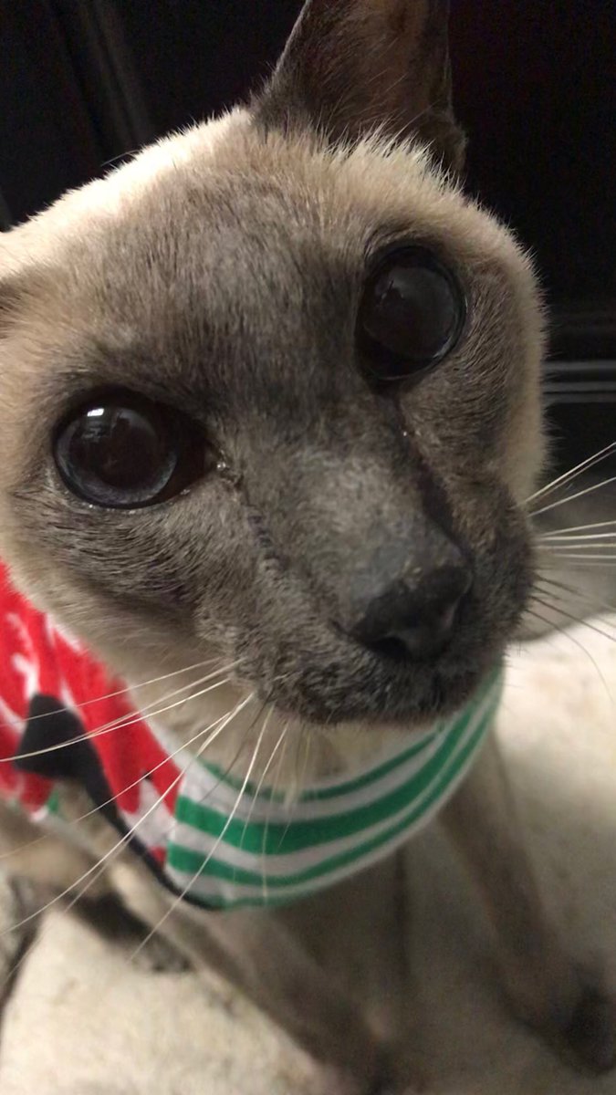 BarkyCatBros's tweet photo. Henry says kittens are overrated. 😺😺 #ThisWeekend https://t.co/Dy5KsD1A9s