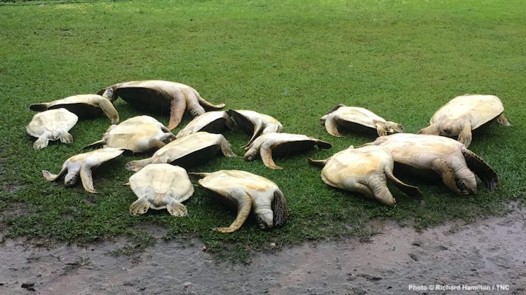 nature_brains's tweet photo. Turtle detectives &amp; @nature_org scientists are uncovering the staggering scale of the illegal wildlife trade in the Solomon Islands https://t.co/lS4sRe0Tjh https://t.co/JWCY09HILb