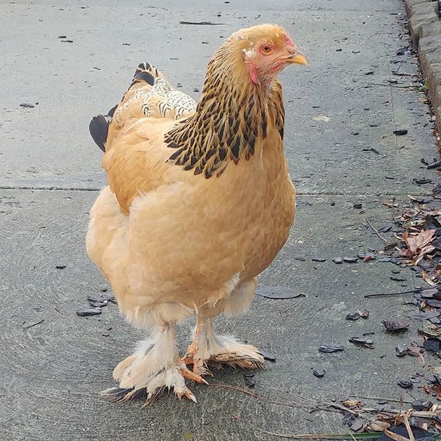 PamsBackyard's tweet photo. She's always ready for a close up! #pamsbackyardchickens #buffbrahma #backyardchickens #freerangehens #freerangechickens #instachicken #hens #hensofinstagram #henstagram #chickensofinstagram #chickensofig #poultrypose https://t.co/Mf8RMhVPiT https://t.co/UyAABNnLSo