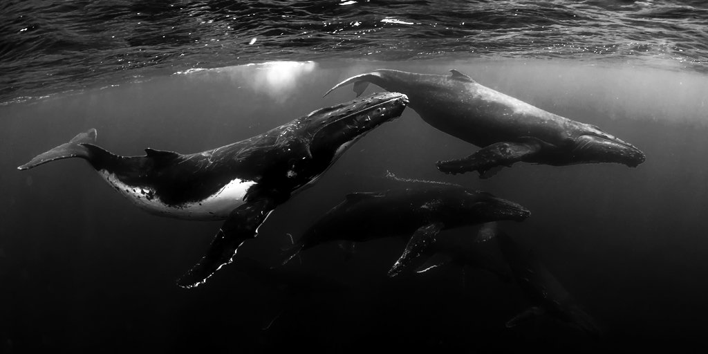 SurfriderMA tweet media