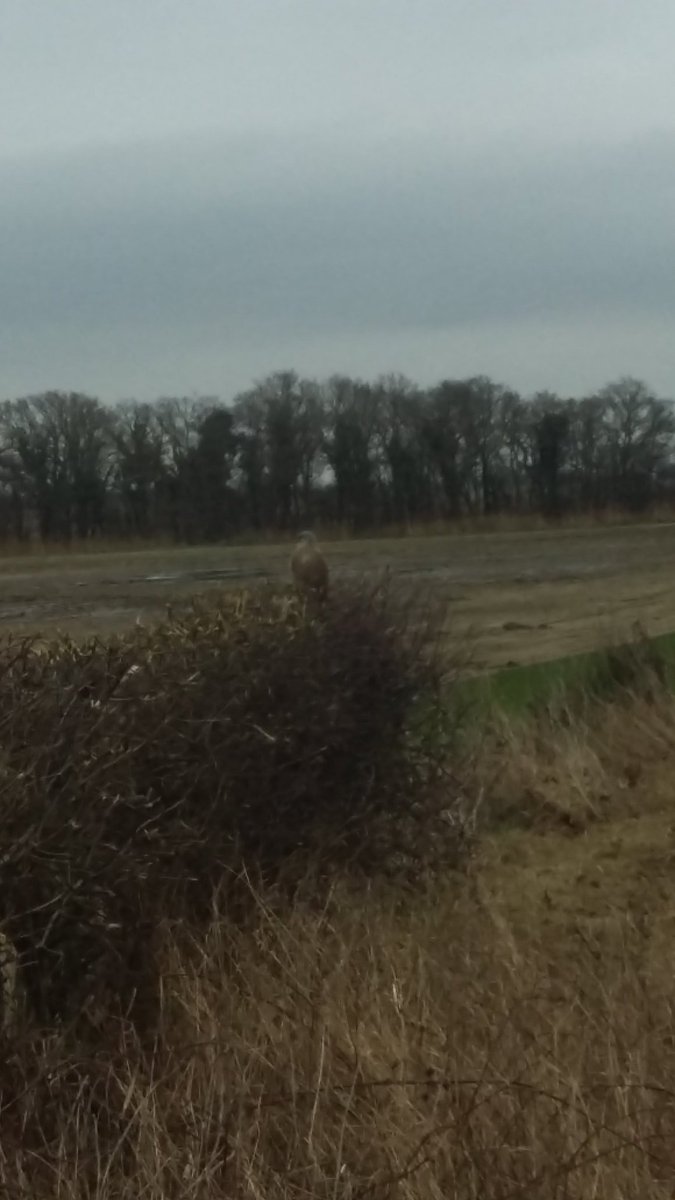 jd_gavin's tweet photo. Kestrel keeping eye on me hedge cutting today #hedgecutting #turf #farming #birdwatching https://t.co/bWUJWby8co