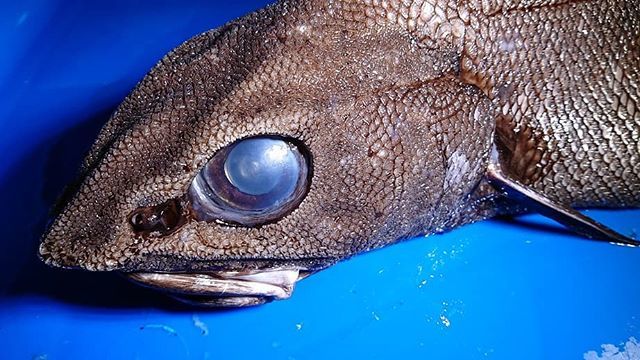 海の手配師 On Twitter 眠っ ブルーコーナー イバラヒゲ 深海魚 駿河湾 Deep Sea眠っ ブルーコーナー イバラヒゲ 深海魚 駿河湾 Deep Sea