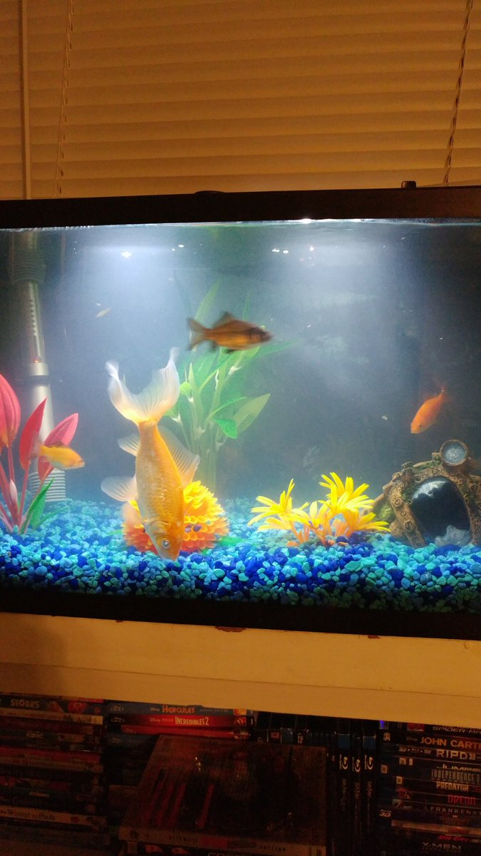 darktowerchick's tweet image. Man, that's a fat fish...