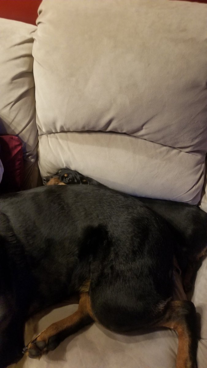Bomber_Reaper's tweet photo. The look you make when a 125 lb. Rottie lays on you....#getthehelloffme #OMG #Imonlylittle https://t.co/jf87t3ekGY