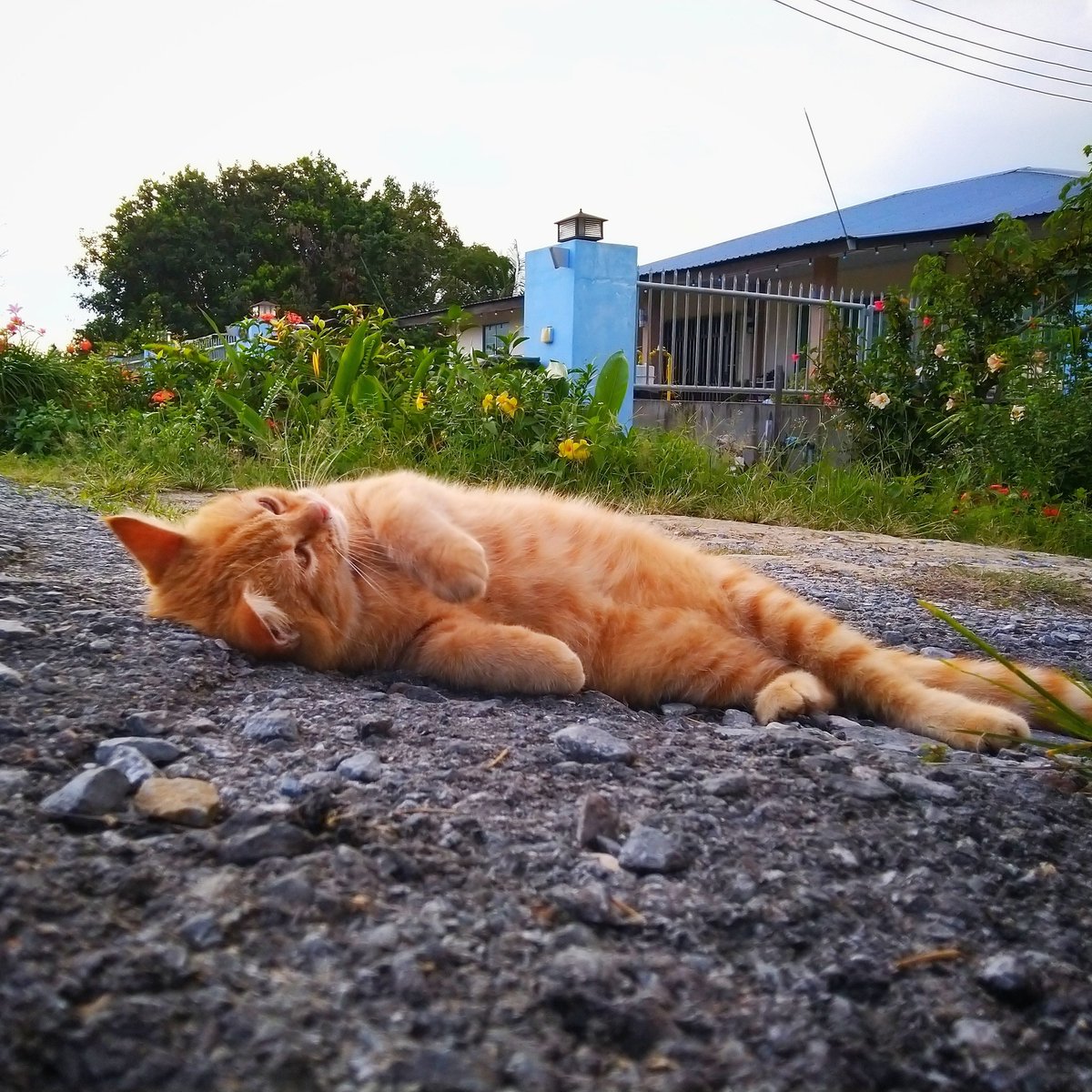 ejumpyakuza's tweet photo. @ulat_bulu_bulu Bear! https://t.co/vsv6n87FGh