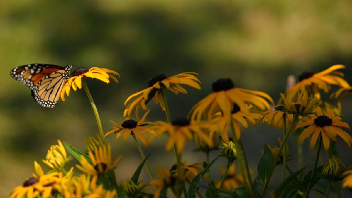 Western monarch butterfly population plummets bit.ly/2SMwNJi?utm_so… https://t.co/ejOcGoYyqf