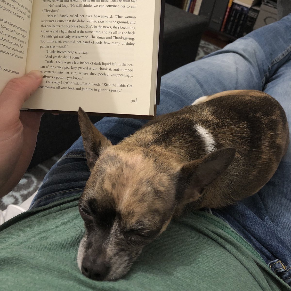 tomccarthy's tweet photo. Can’t beat a good book and lap warmer combo @elsie_the_chi #picsofmeowsandbarks #subterraneanpress #miragrant https://t.co/i9gLiwCqlT