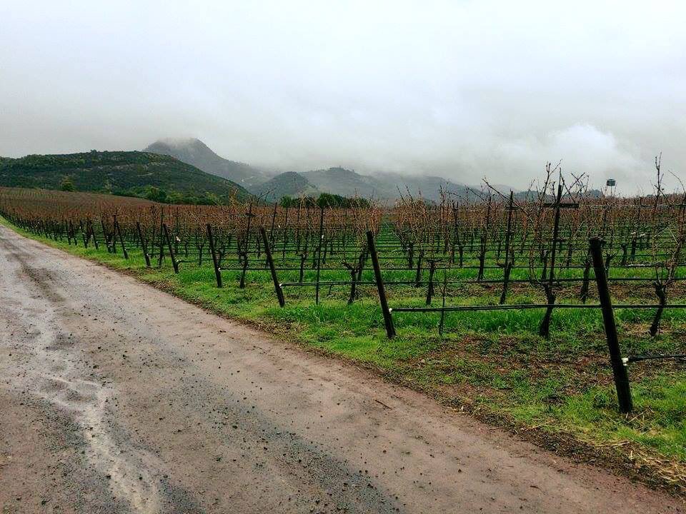 It's a very rainy week, but the vines are happy and we have wine, so everything is alright. #oakvilleranch #wine