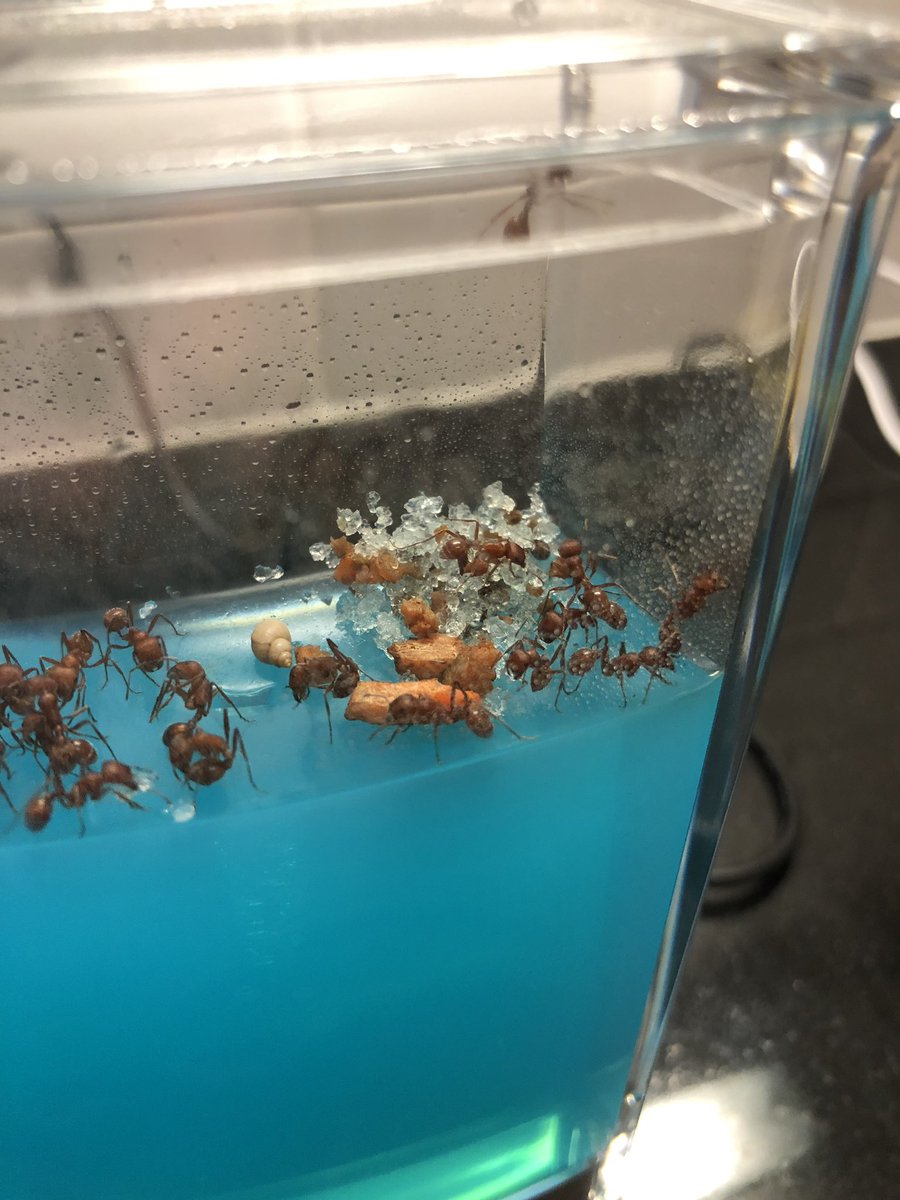 There is now a designated corner of this ant farm reserved as a freaking ant graveyard!