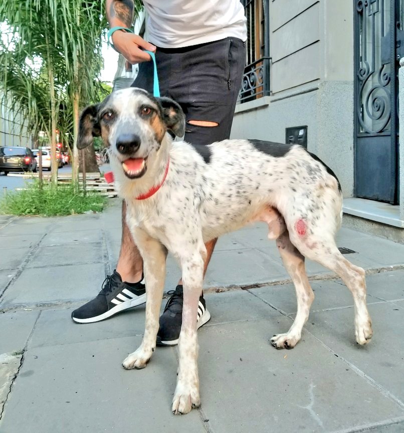 ArqueroSinManos's tweet photo. CHOLITO EN ADOPCIÓN!!🐶

Llegó la hora de que este bombón le alegre los días a una familia😊
A Cholito que fue atropellado y lo habian dejado morir. Fue rescatado casi moribundo y hoy es un perro feliz y con muchas ganas de vivir.

¿Lo ayudamos?🙏

Contacto por DM

@ursuvargues https://t.co/CJkqPa9oUN