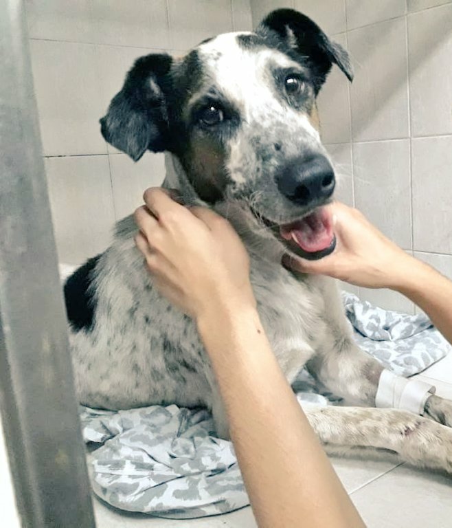 ArqueroSinManos's tweet photo. CHOLITO EN ADOPCIÓN!!🐶

Llegó la hora de que este bombón le alegre los días a una familia😊
A Cholito que fue atropellado y lo habian dejado morir. Fue rescatado casi moribundo y hoy es un perro feliz y con muchas ganas de vivir.

¿Lo ayudamos?🙏

Contacto por DM

@ursuvargues https://t.co/CJkqPa9oUN