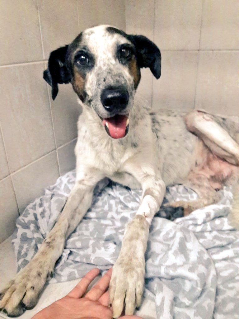 ArqueroSinManos's tweet photo. CHOLITO EN ADOPCIÓN!!🐶

Llegó la hora de que este bombón le alegre los días a una familia😊
A Cholito que fue atropellado y lo habian dejado morir. Fue rescatado casi moribundo y hoy es un perro feliz y con muchas ganas de vivir.

¿Lo ayudamos?🙏

Contacto por DM

@ursuvargues https://t.co/CJkqPa9oUN