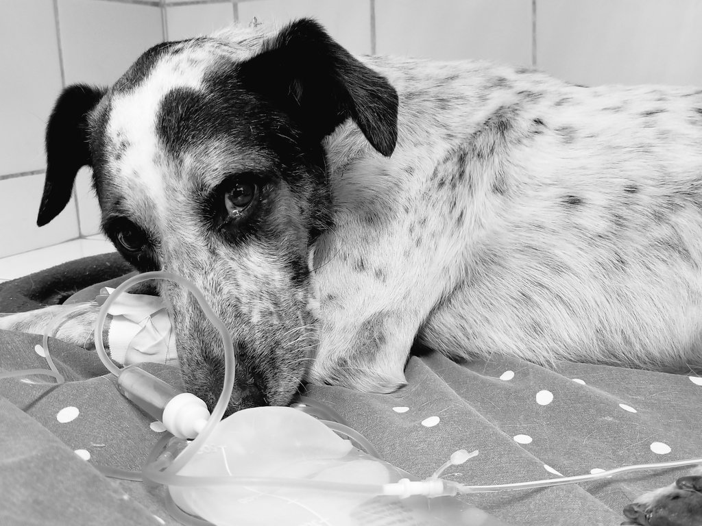 ArqueroSinManos's tweet photo. CHOLITO EN ADOPCIÓN!!🐶

Llegó la hora de que este bombón le alegre los días a una familia😊
A Cholito que fue atropellado y lo habian dejado morir. Fue rescatado casi moribundo y hoy es un perro feliz y con muchas ganas de vivir.

¿Lo ayudamos?🙏

Contacto por DM

@ursuvargues https://t.co/CJkqPa9oUN