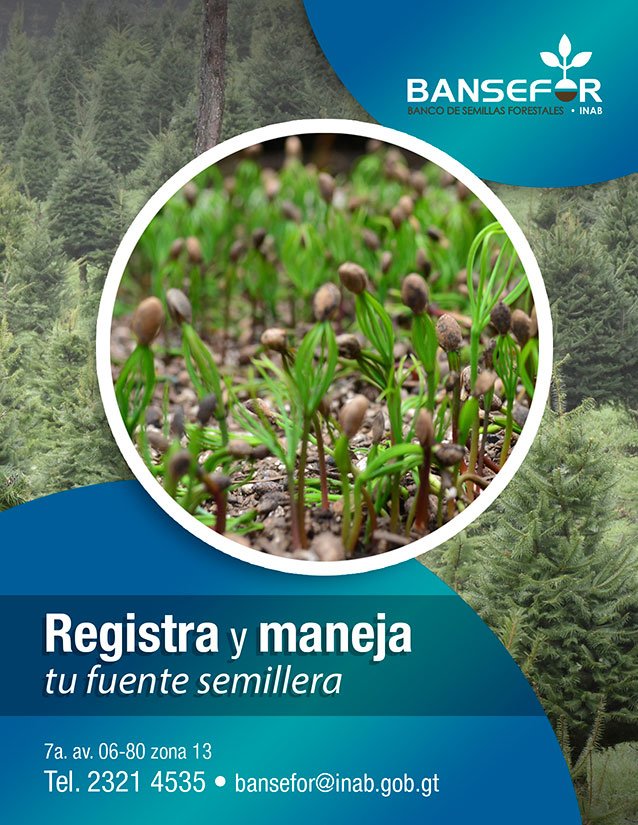 inabguatemala's tweet photo. #Guatemala cuenta con un Banco de Semillas Forestales, con el cual se pretende dar impulso  la investigación de las especies para el desarrollo de plantaciones  de mejor calidad. ¡Producrores los invitamos a que se acerquen al #INAB registren y manejen sus fuentes semilleras! 
💚 https://t.co/1QGGGFc58h