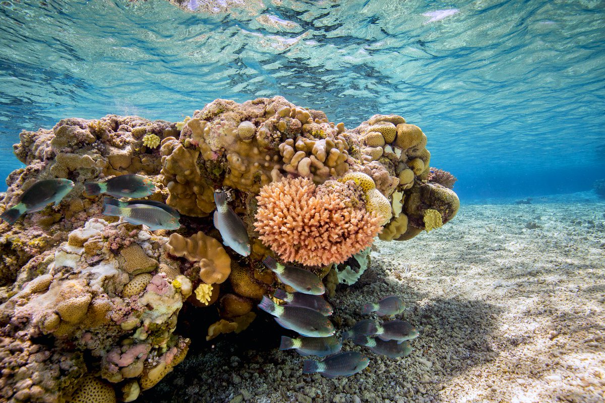 savingoceans's tweet photo. #RoseAtoll Marine National Monument, off the coast of American Samoa, is one of the world's most pristine atolls. It is home to a vibrant coral reef ecosystem, & threatened & endangered species. Happy 10th Birthday! #MonumentsForAll π·: @IanShivePhoto https://t.co/2FQvD1liqI https://t.co/64S2OvTBkG