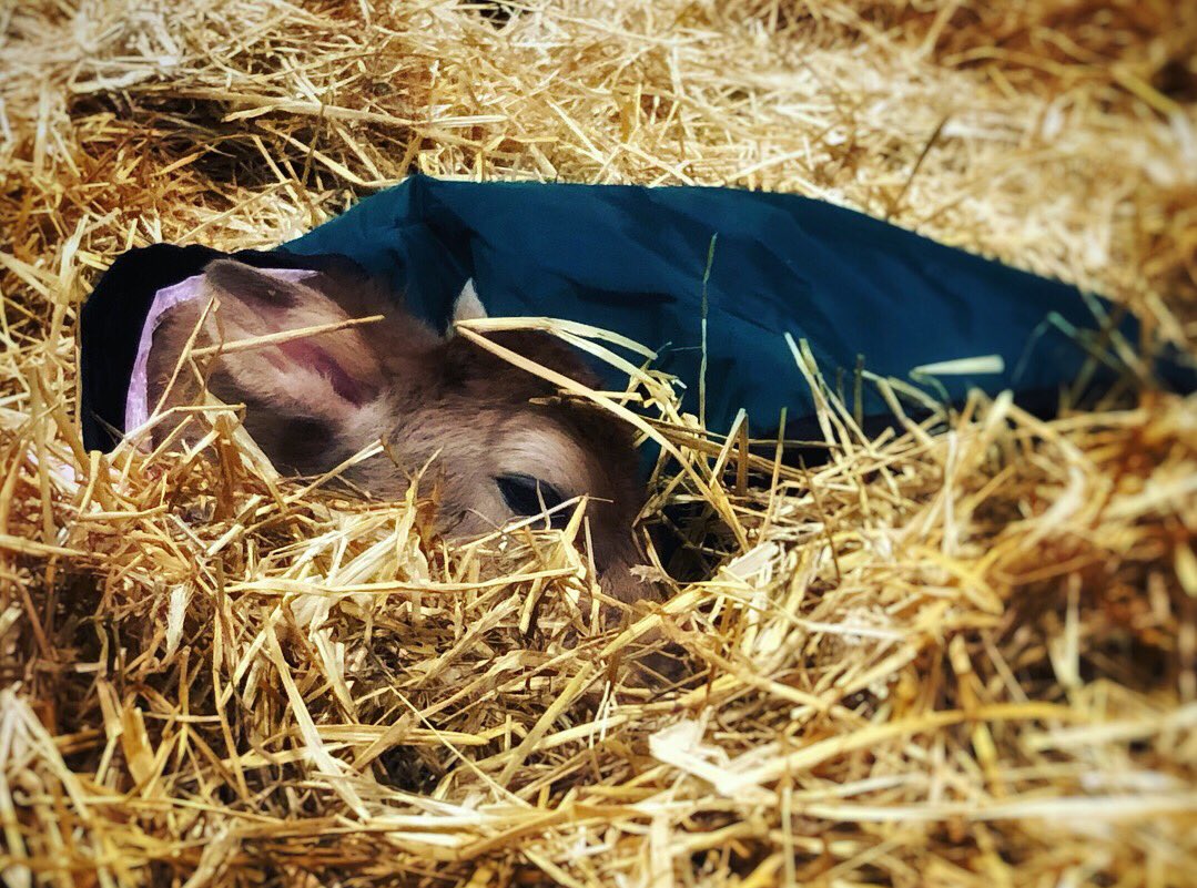 DbgFarmers's tweet photo. Experience all the sights, sounds and #loveoffarming this week at #PAFS19  at @FarmShowComplex. #inspiringpennsylvaniasstory #knowyourfarmer #localisbest https://t.co/8uGCa70ylR
