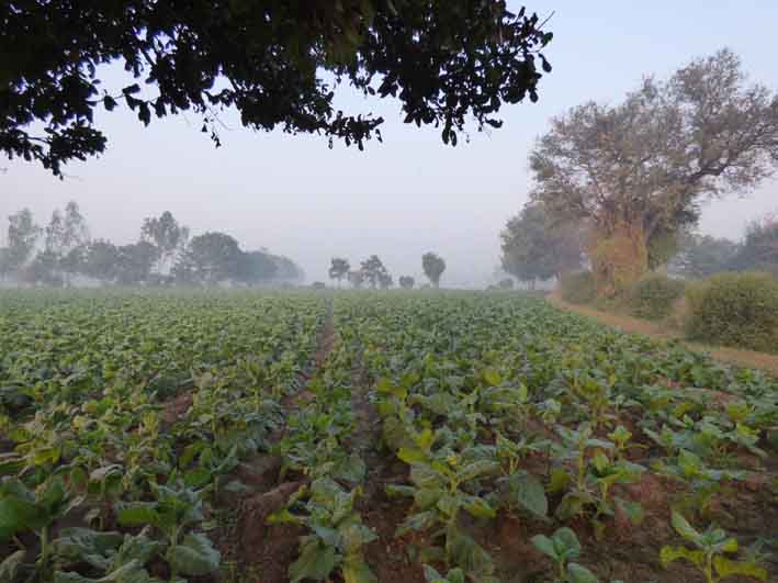 JanakiLenin's tweet image. This is the story of an incredible place called the Charotar in Gujarat. Charotar means 'pot of gold' and the gold is tobacco.