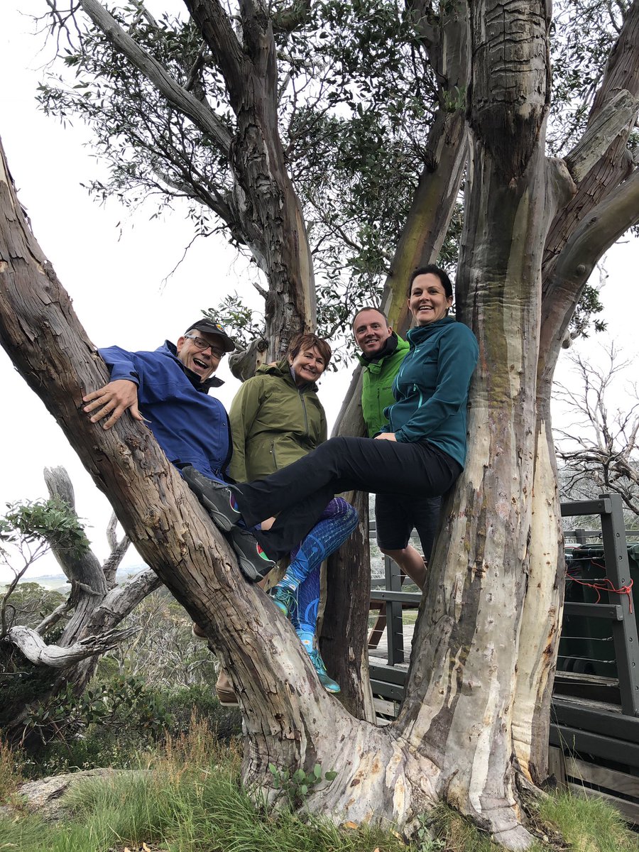 Spekozols's tweet photo. Sniega eikalipts, Snow gum (Eucalyptus pauciflora), metot mizu, iegūst skaistu stumbra krāsojumu, gan sarkanu, gan violetu, gan dzeltenu, gan zaļu. #Austrālija #koki #Australia #gumtree #KosciuszkoNationalPark #Spēkozols #Adventure8 https://t.co/6dZng9S4yb