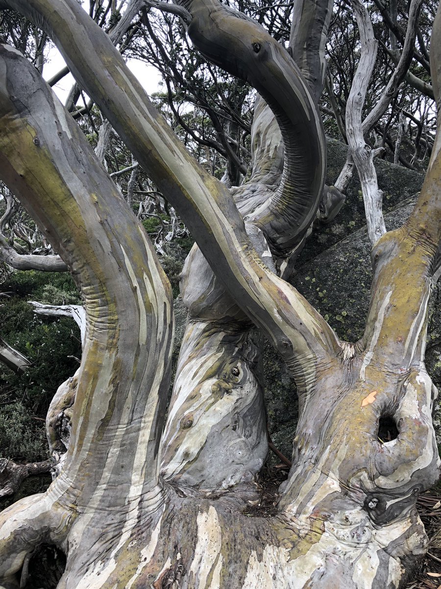 Spekozols's tweet photo. Sniega eikalipts, Snow gum (Eucalyptus pauciflora), metot mizu, iegūst skaistu stumbra krāsojumu, gan sarkanu, gan violetu, gan dzeltenu, gan zaļu. #Austrālija #koki #Australia #gumtree #KosciuszkoNationalPark #Spēkozols #Adventure8 https://t.co/6dZng9S4yb