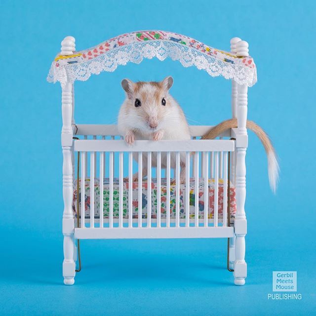 GerbMeetsMouse's tweet photo. This is Louie! ❤️💗 https://t.co/jA3L1hxEPh https://t.co/79E8t6kPfu