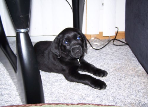 sadly, I lost one of my best friends today...I’ll see you soon buddy💛