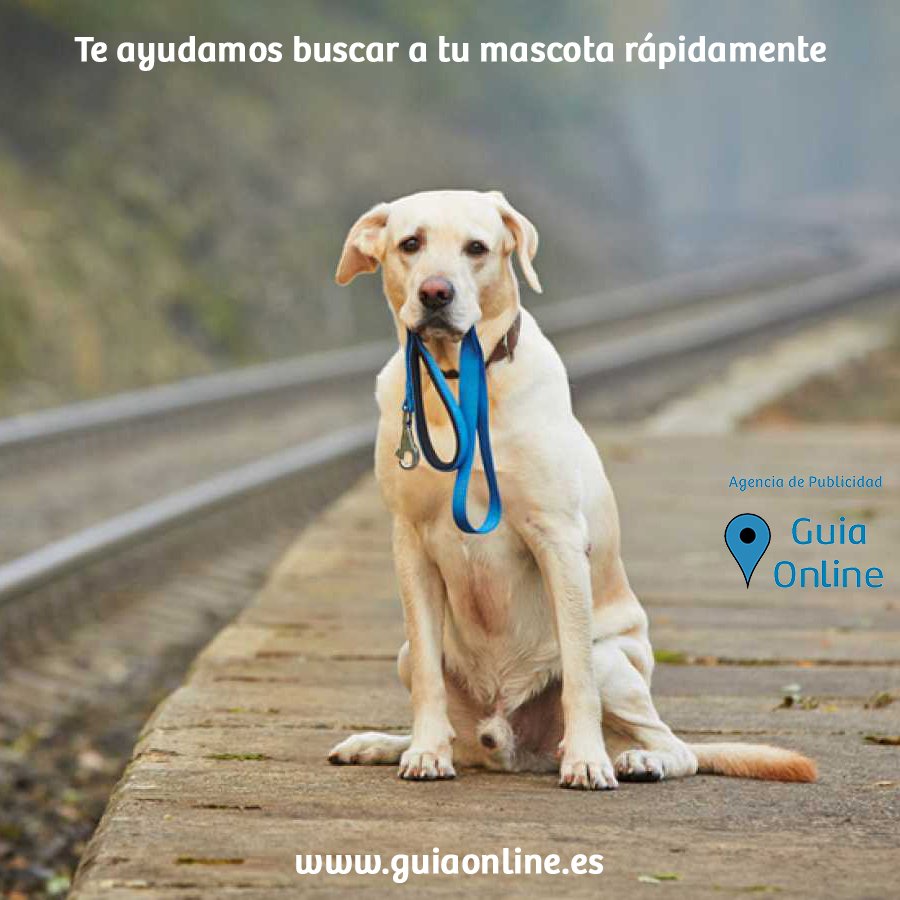 GuiaOnlineMusic's tweet photo. La agencia de publicidad Guia Online ofrece un novedoso servicio de búsqueda para mascotas perdidas.

https://t.co/uJ9xh84cWs

#HumanizamosNegocios #PublicidadOnline #GuiaOnline #AgenciaPublicidad #anuncio #MarketingOnline #negocio #empresa #comercio #mascotaperdida #petlost https://t.co/uXErQbkvdt