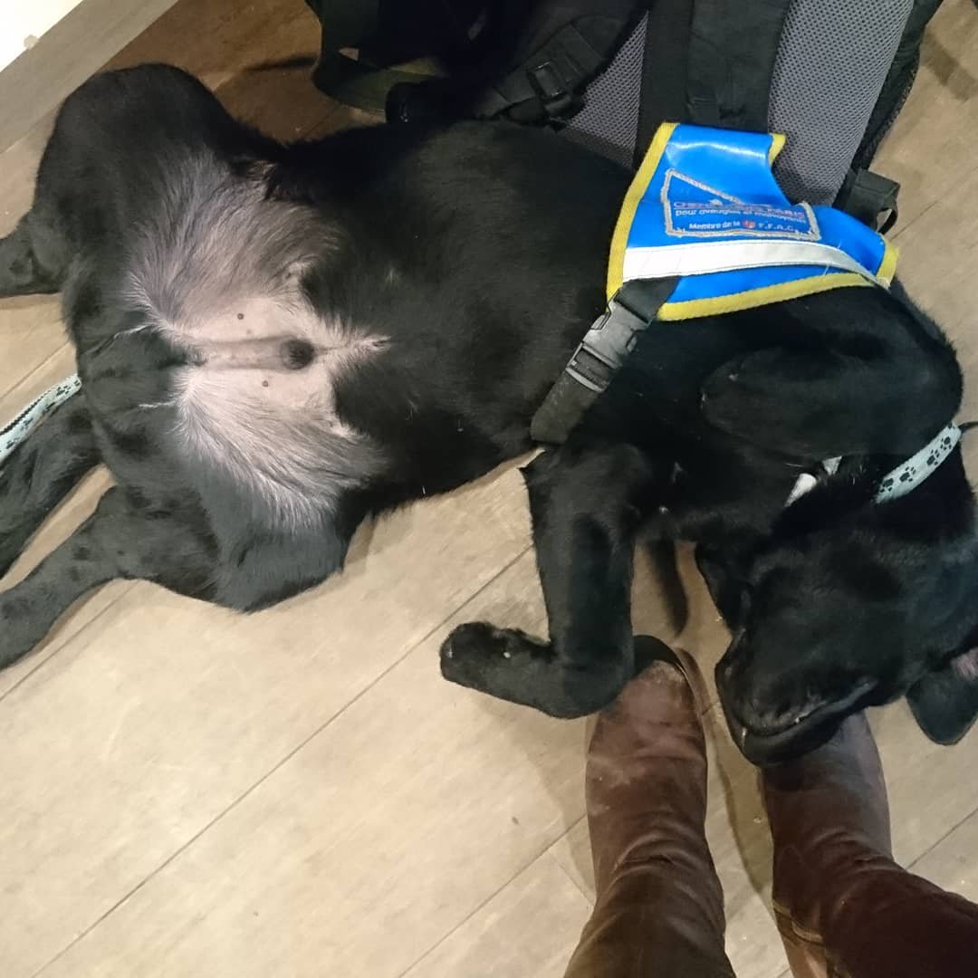 FuturChienGuide's tweet photo. Onyl des @chienguideparis ne voyait aucun problème à se mettre à l'aise à la gare lorsque nous attendions le train à Noël, quitte à attendre 😉
#chienguide #chiensguides #chiensguidesparis #LesChiensGuidesCEstWouf #guidedog #guidedogs #labrador #blacklab #OnylChienGuide https://t.co/QDLWUncQU8