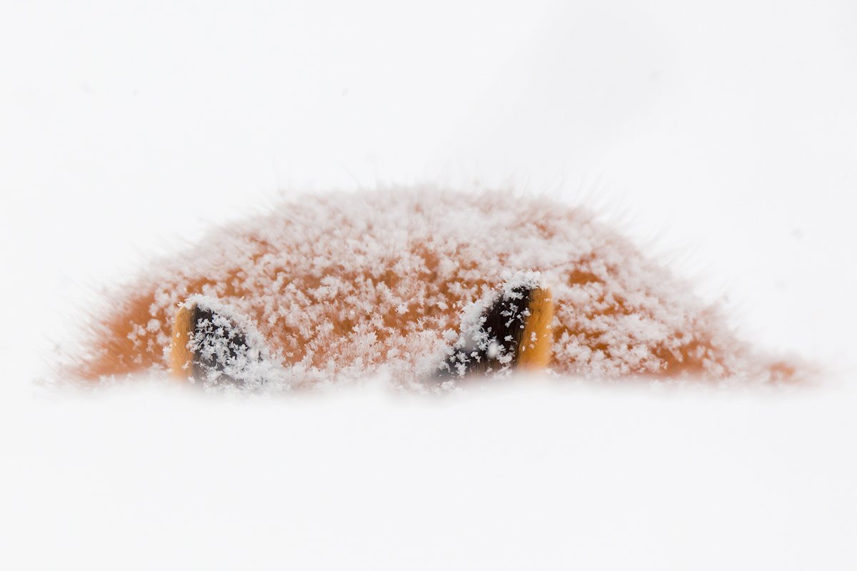 Canon Россия tweet media