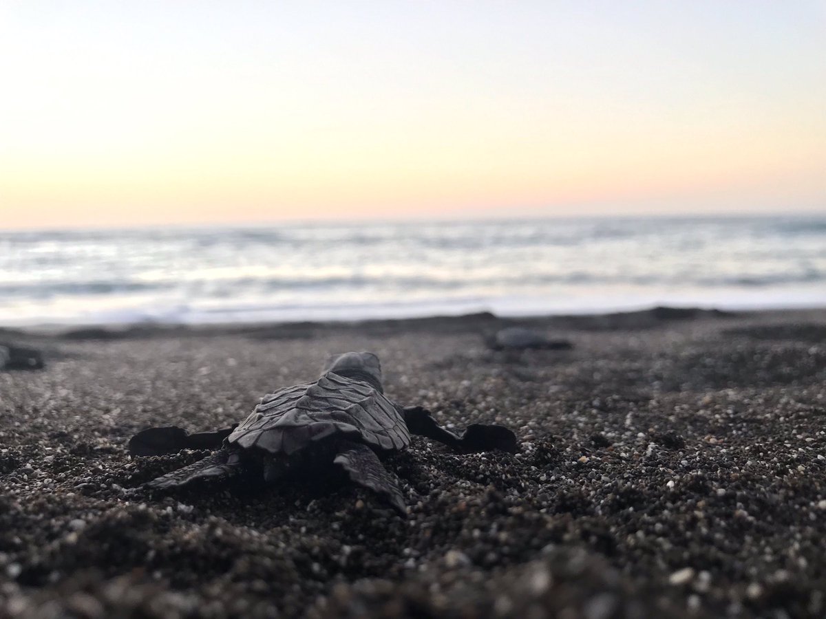 Spanishlearner4's tweet image. コスタリカは完全に観光シーズンに入ったので、今は海に行く人で溢れてるんよね。
先日はビーチで孵化したカメを海に帰すボランティアがいて、それに混ぜてもらったのだけど。いたのがフランス人で、「今日はスペイン語話せる人いないよ」って。いやここスペイン語圏だから…