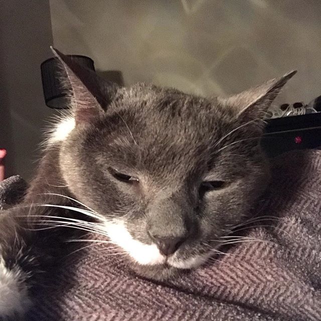 VenusdeMeow's tweet photo. Love my big boy #adonis https://t.co/wMmIlnNBQj https://t.co/If3TOstvud