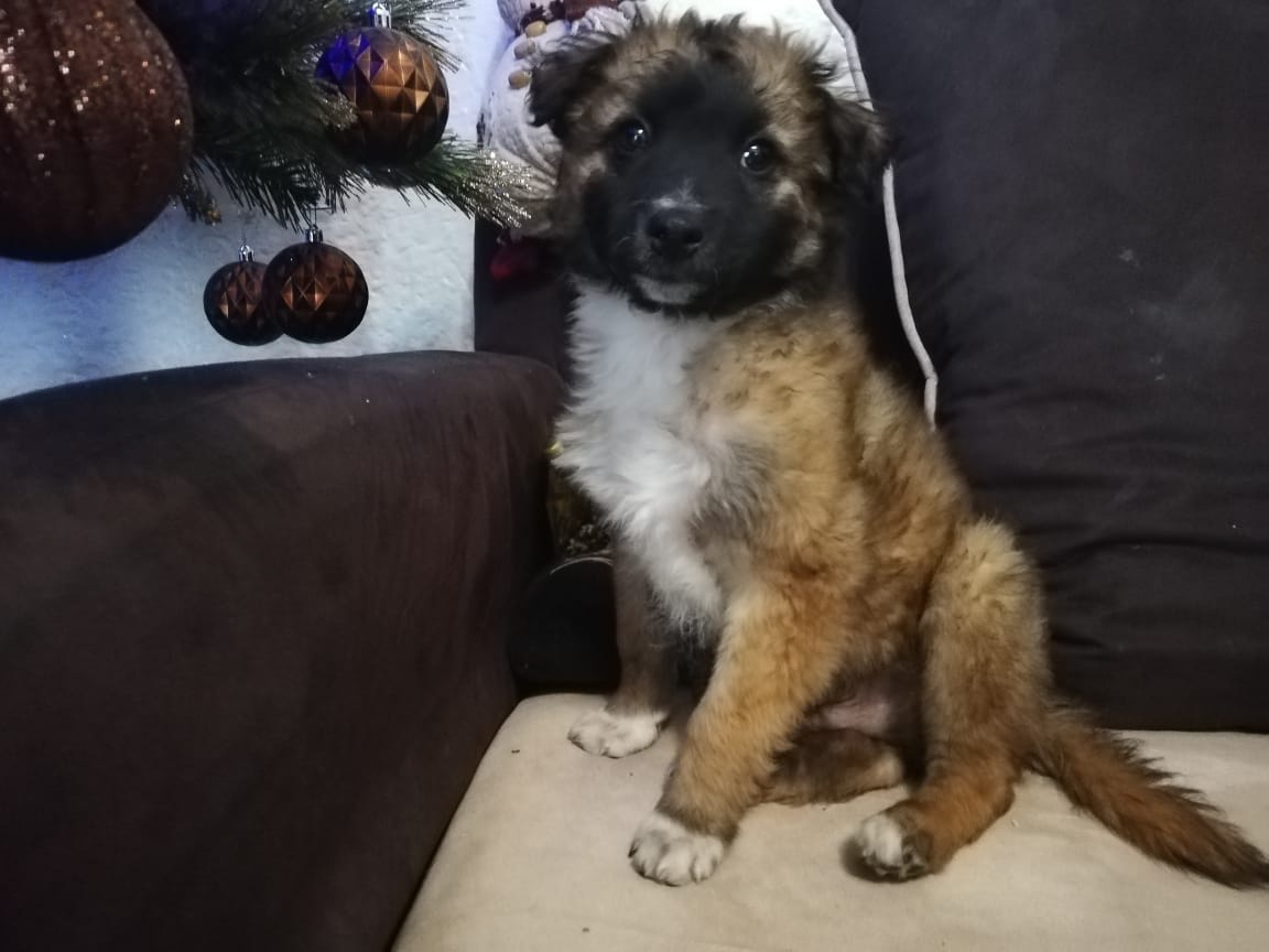diana_dfc's tweet photo. No olvide que este bebé está en adopción responsable 2 meses macho, desparacitado y primer vacuna me ayudan con un RT @SuperPawMx @MascotasSismo @MarianimaLOVERS @_PatriciaAnaya @lawera33 @perrososmx @acano52 @garritasterror @SrInsoportable @EscuadronSchi @rumabo1 https://t.co/fnufm8Cgd3